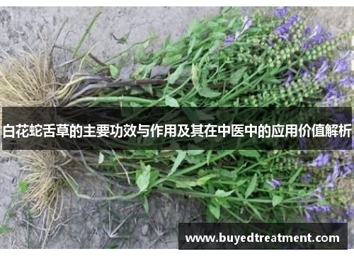 白花蛇舌草的主要功效与作用及其在中医中的应用价值解析